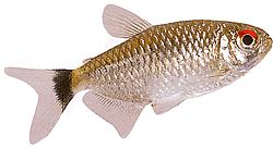 Moenkhausia oligolepis (Moenkhausia con ojos rojos)