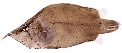 Monocirrhus polyacanthus (Bombero)