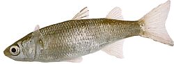 Mugil labrosus (Mulas con labios grandes)