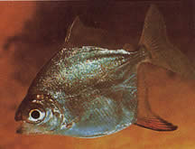 Myleus rubripinnis rubripinnis (Metynnis con gancho rojo)