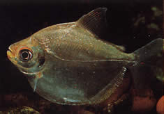 Mylossoma aureum (Pompano, Pacou dorado)