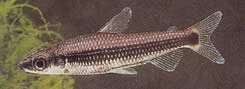 Nannocharax ansorgei (Tetra-Flechette africana D'Ansorge)