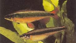 Nannocharax latifasciatus (Tetraceta africana de banda grande)