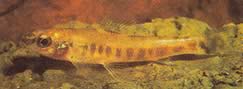 Nannocharax macropterus (Tetra-Flechete africano con aletas grandes)
