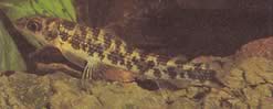 Nannocharax occidentalis (Pez pez de África occidental)