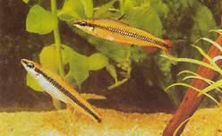 Nannocharax parvus