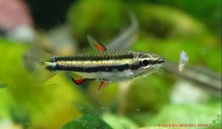Nannostomus marginatus (Pescado enano)