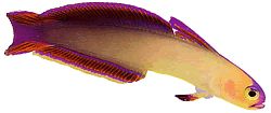 Nemateleotris decora (Nemateleotris decora)