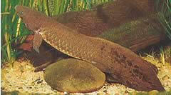 Neoceratodus forsteri (Dipneuste australiano, barramanda de Aust.)