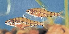 Odontocharacidium aphanes Afán de OdontoCharacidium