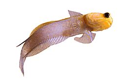 Opistognathus aurifrons (Opistognathe en Front Doré)