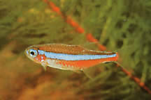 Paracheirodon simulans Neón azul
