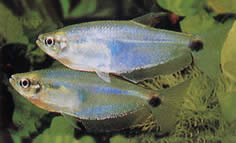 Paragoniates alburnus (Tetra de vidrio azul, Tetra-Pasca)