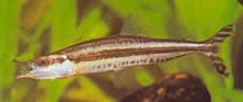 Paraphago rostratus Fago a rayas