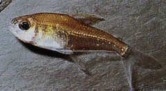 Phenacogaster megalostictus Tetra de vidrio de manchas grandes