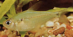 Phenacogaster pectinatus (Pectinatus, banda dorada Tetra)