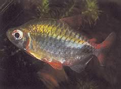 Phenacogrammus altus (Alto Congo Tetra)