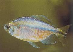 Phenacogrammus sp. Congo I (Tetra du Congo de Bleher)