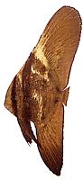 Platax orbicularis Pez de murciélago orbicular