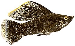 Poecilia latipinna