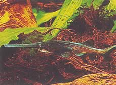 Polyodon spathula (Polyodon de Mississippi)