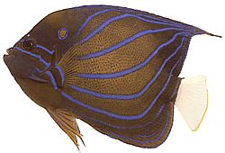 Pomacanthus annularis Pez anillo
