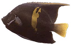 Pomacanthus maculosus Pescado de ángel en croissant