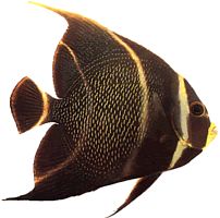 Pomacanthus paru Ángel francés