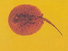 Potamotrygon laticeps Réie à aiguillon común