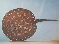 Potamotrygon leopoldi (Línea de agua dulce de Leopold)