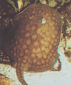 Potamotrygon reticulatus Línea de agua dulce reconstruida