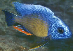 Protomelas steveni taiwan (Fenestratus Taiwán, Steveni Taiwán)