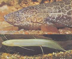 Protopterus aethiopicus aethiopicus Protopter Etiopía