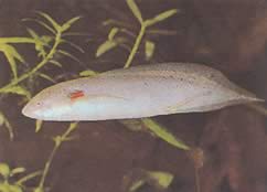 Protopterus annectens annectens Dipneuste africano