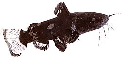 Pseudopimelodus raninus raninus