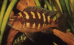 Pseudotropheus crabo Pseudotropheus camaleón