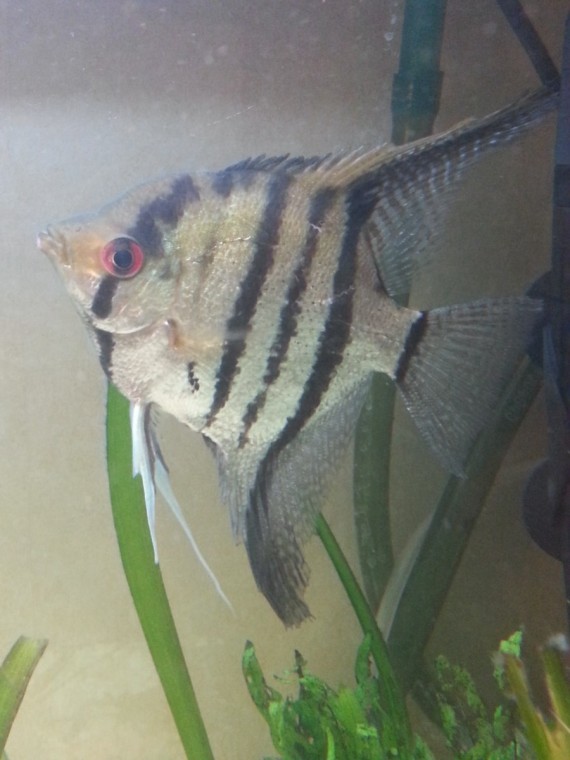 Pterophyllum scalare