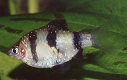 Puntius nigrofasciatus Beardbus de cabeza roja, barbudo nigor