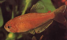 Rachoviscus crassiceps (Characin con cabeza gruesa, tetra dorada)