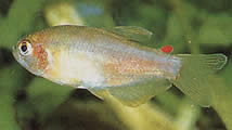 Rachoviscus graciliceps (Characin Gracile)