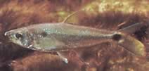 Roeboexodon guyanensis (Thark tetra)