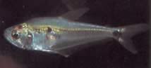 Roeboides dayi (Tetra de vidrio)