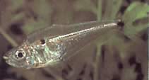 Roeboides descalvadensis (Jorobado, cabeza al final de Descalvado)