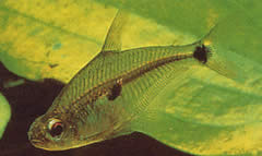Roeboides meeki (Tetra de vidrio)