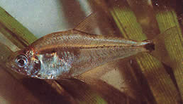 Roeboides paranensis Jorobado, cabeza al fondo de Paraguay