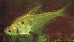 Roeboides thurni (Tetra de vidrio thum)