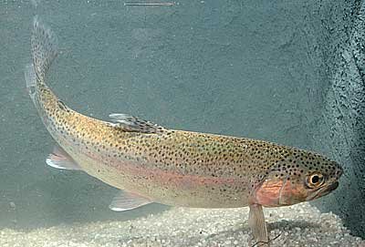 Salmo gairdneri trucha arcoiris