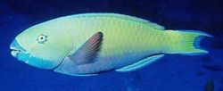 Scarus ghobban Pez madera
