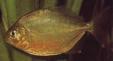 Serrasalmus calmoni