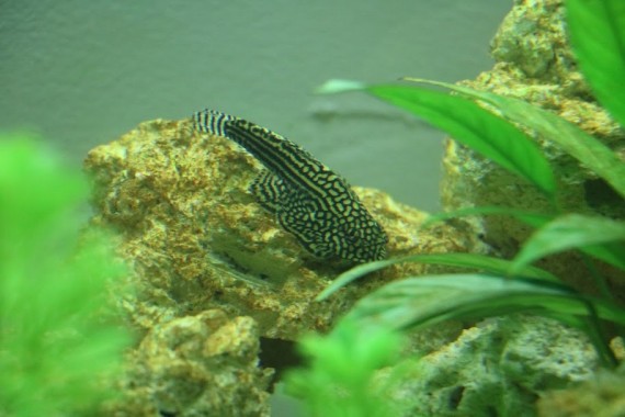 Sewellia Lineolata Leopardo de Loche